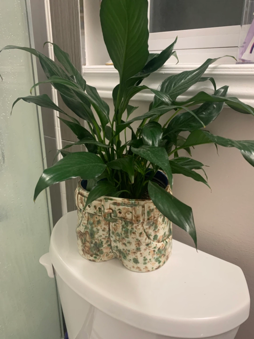 Peace Lily Plant in Unique Jean-Shaped Pot