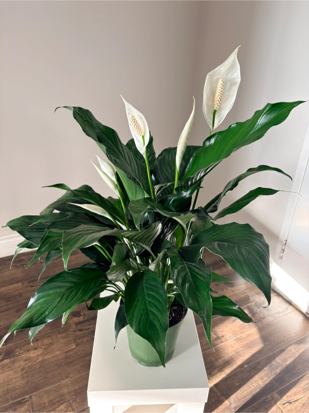 Peace Lily Plant-6” pot