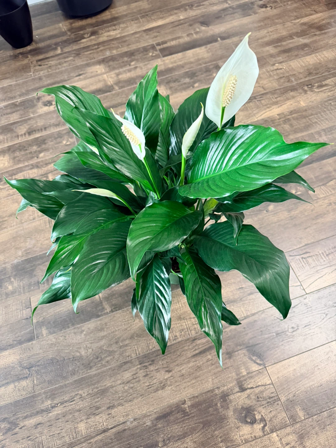 Peace Lily Plant