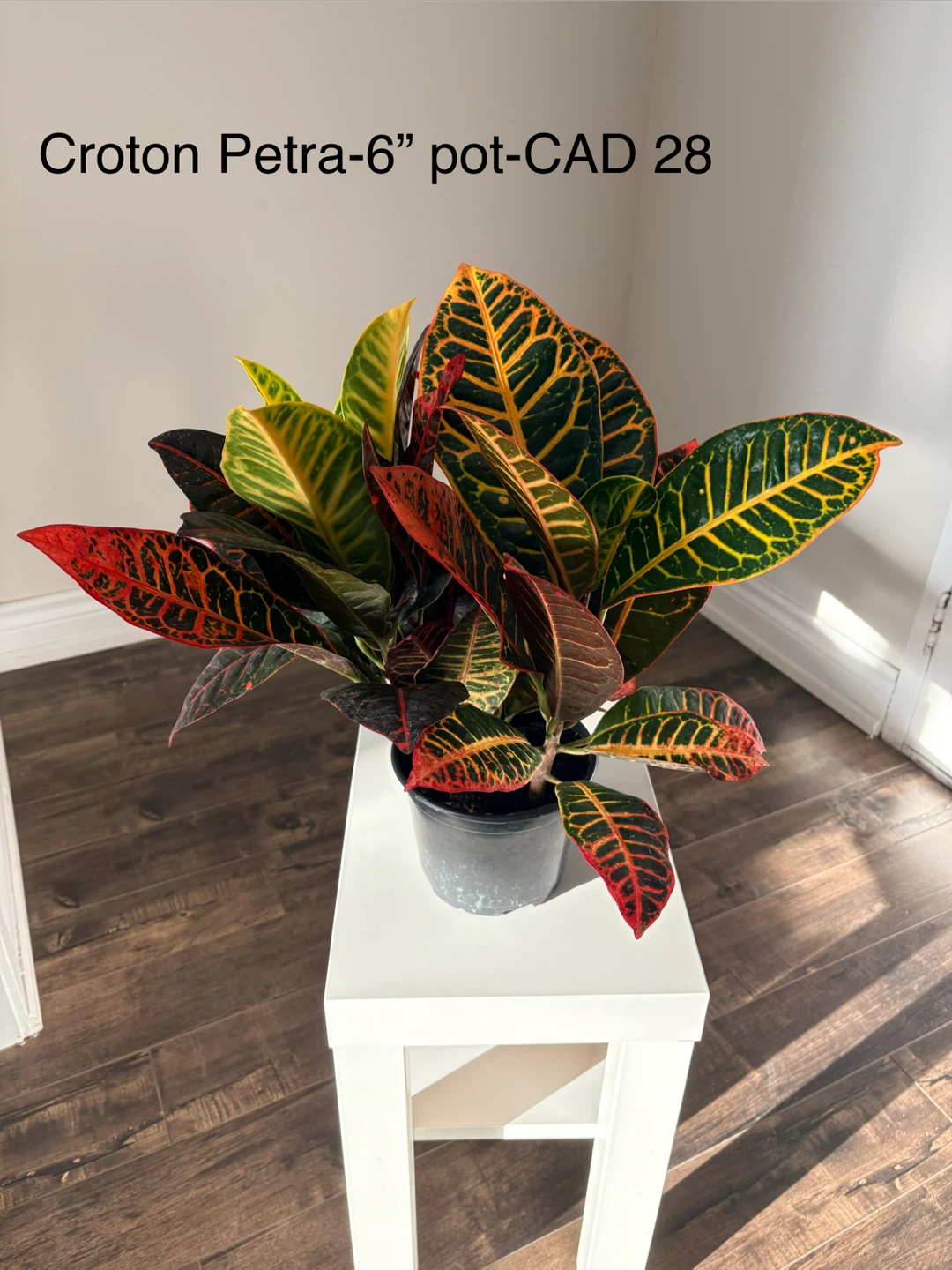 Croton Petra Plant - 6" Pot