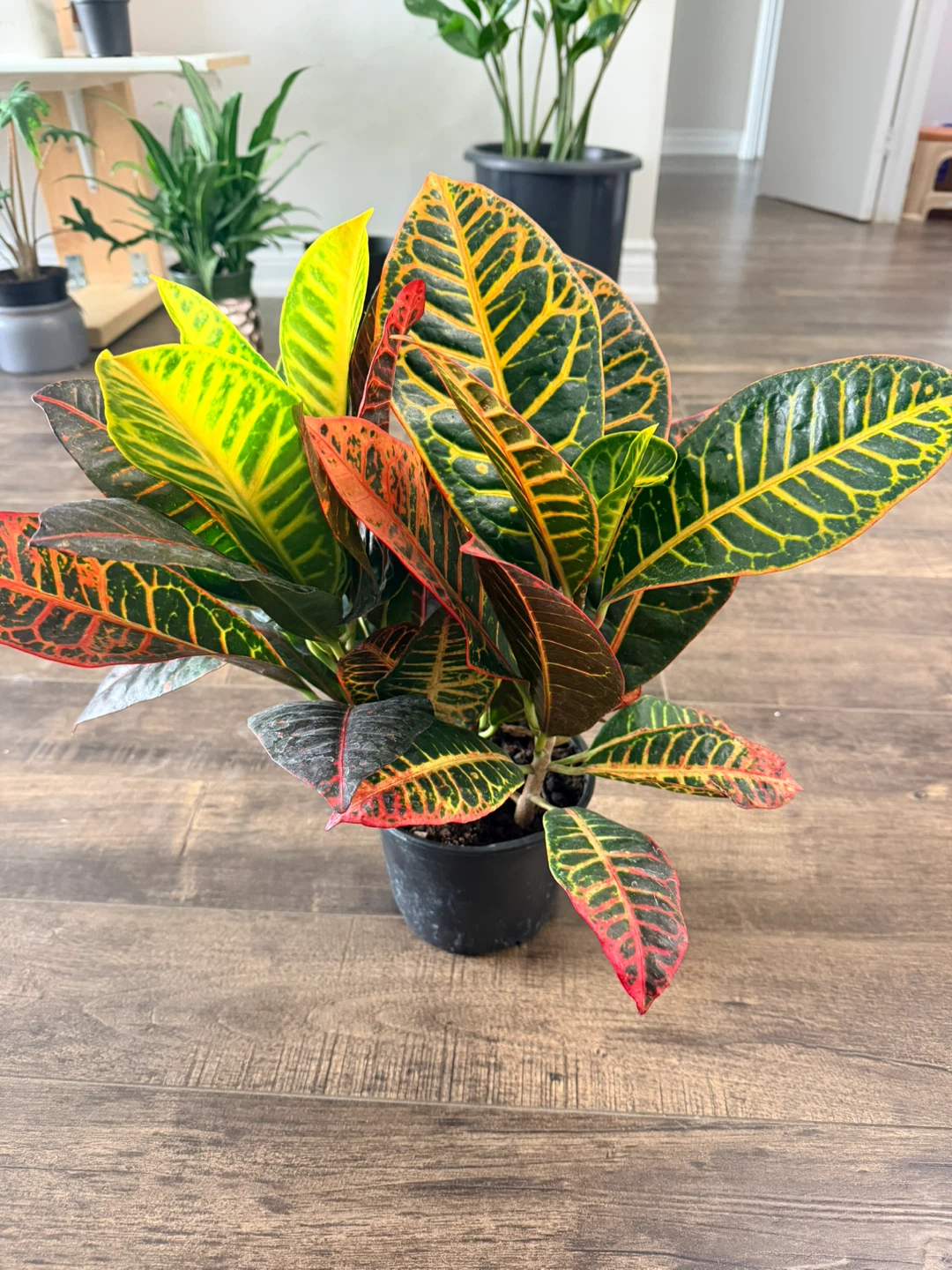 Croton Plant -6” pot - indoor plant