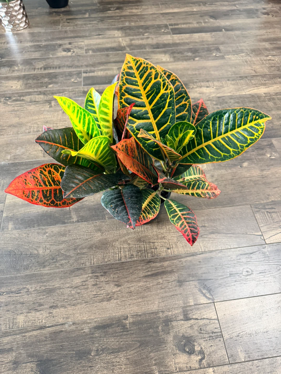 Croton Plant -6” pot - indoor plant - photo 2