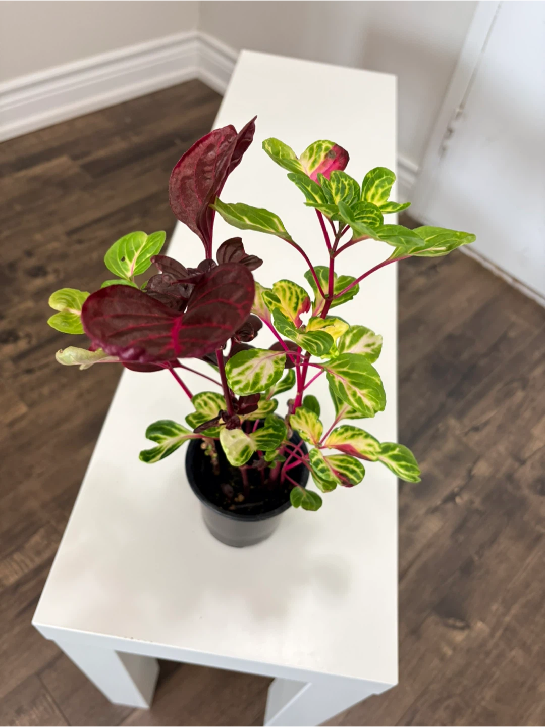 Iresine Bloodleaf Plant-3.5” pot-Indoor plant