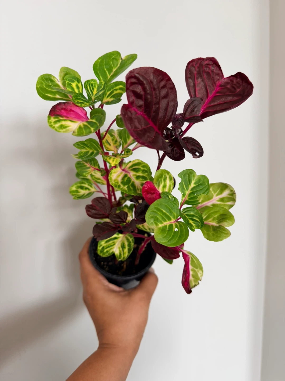 Iresine -3.5” pot- indoor plant