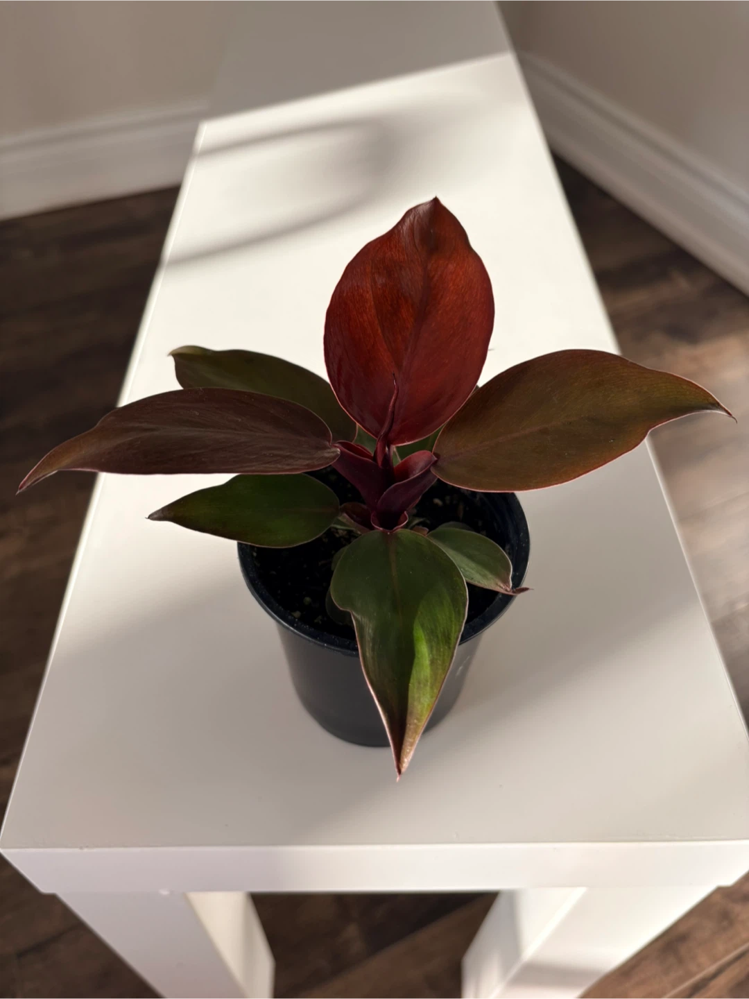 Philodendron "Rojo Congo" Houseplant