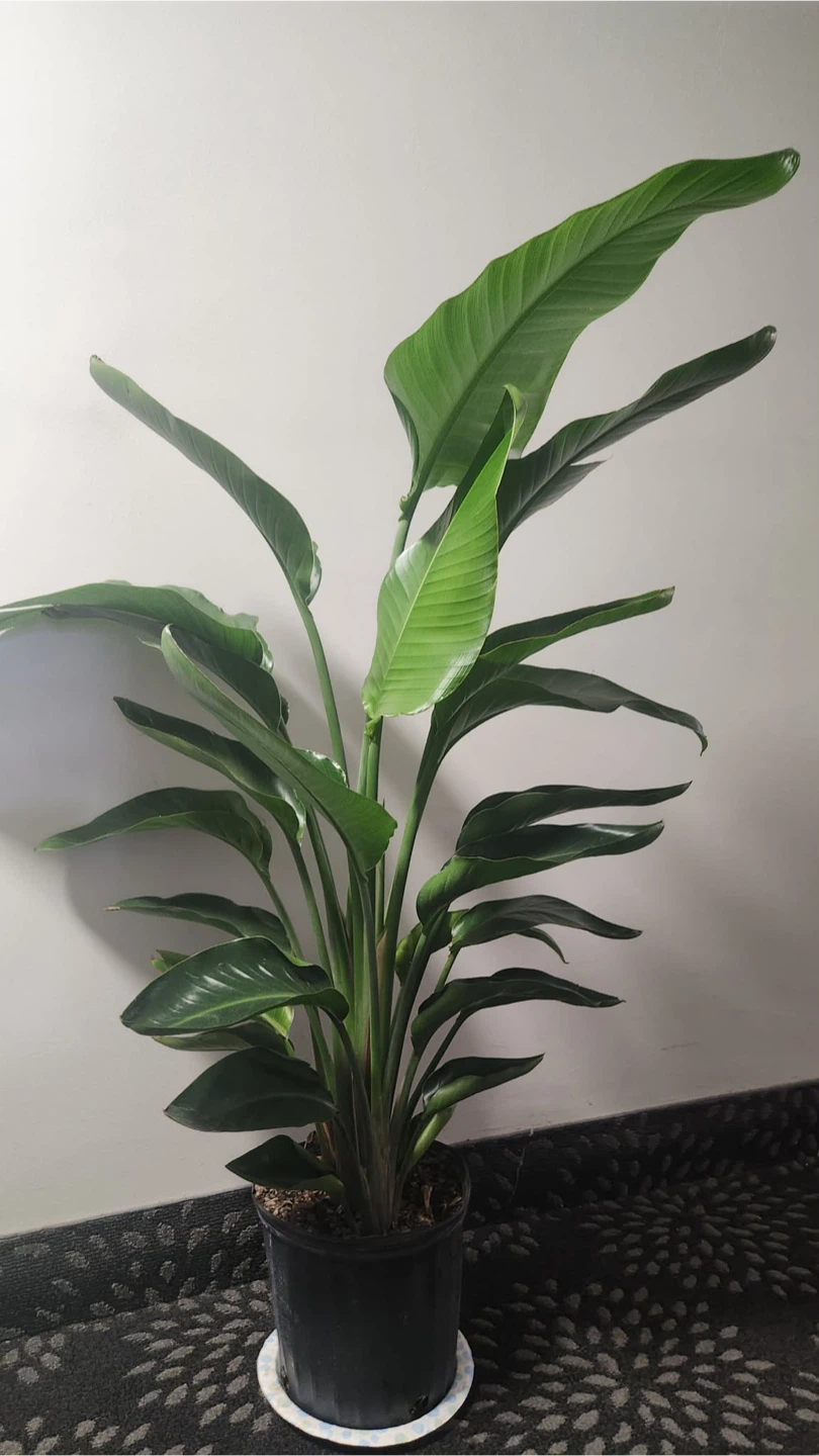 Bird of Paradise Plant