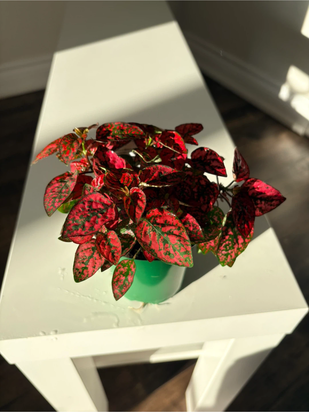 Hypoestes Plant (Polka Dot Plant)