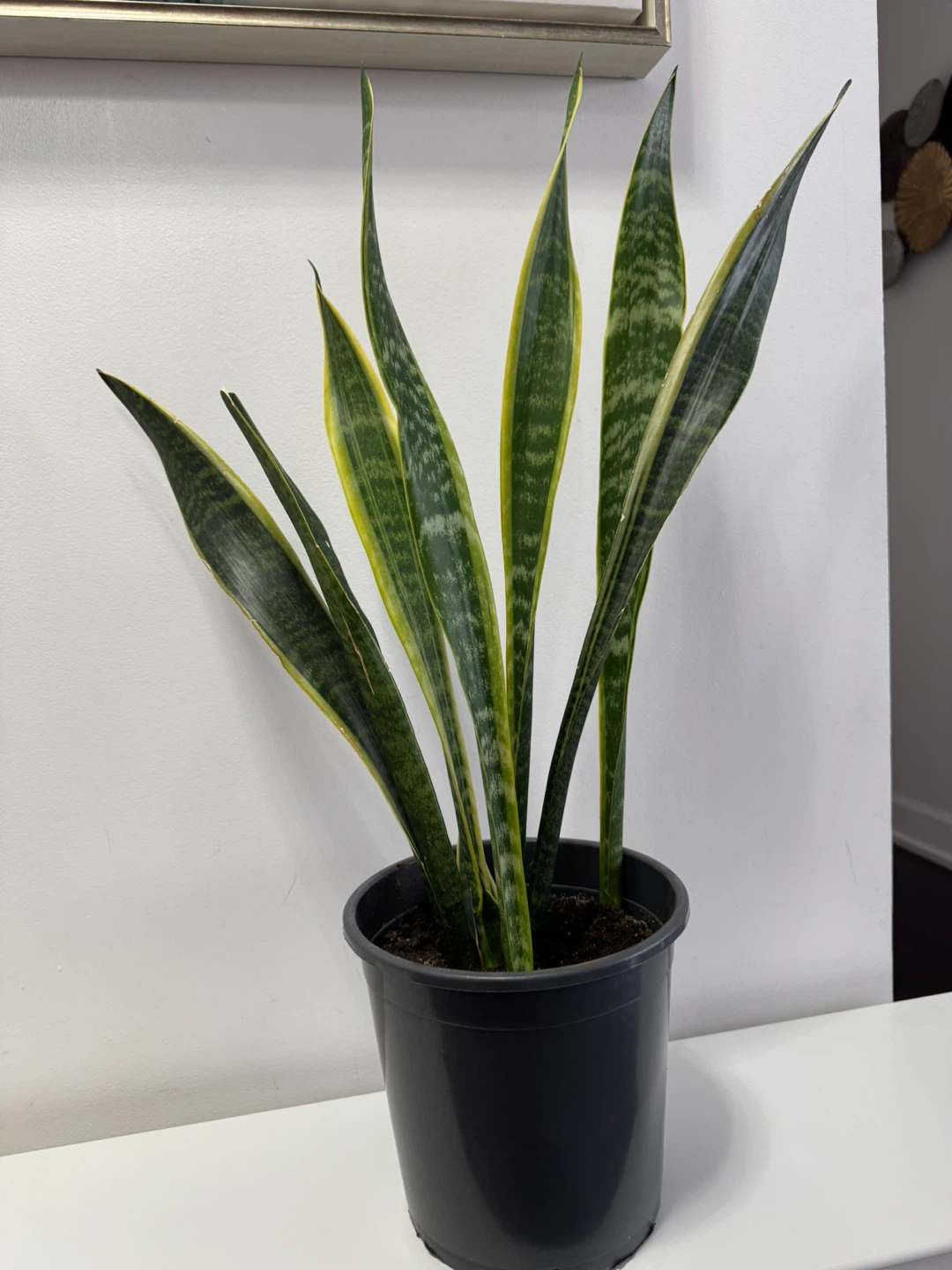 Snake Plant in Black Pot