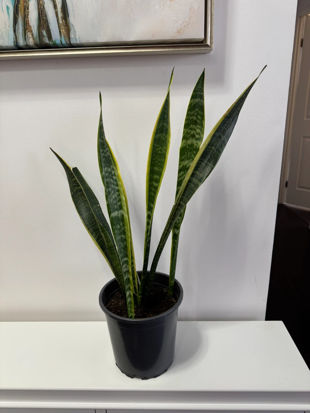 Snake Plant in Black Pot - photo 4