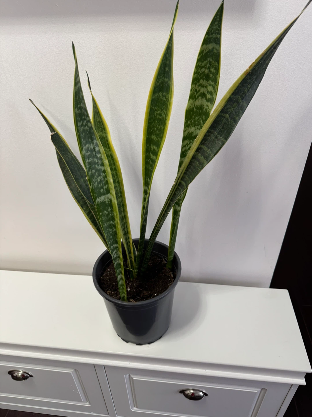 Snake Plant in Black Pot - photo 2