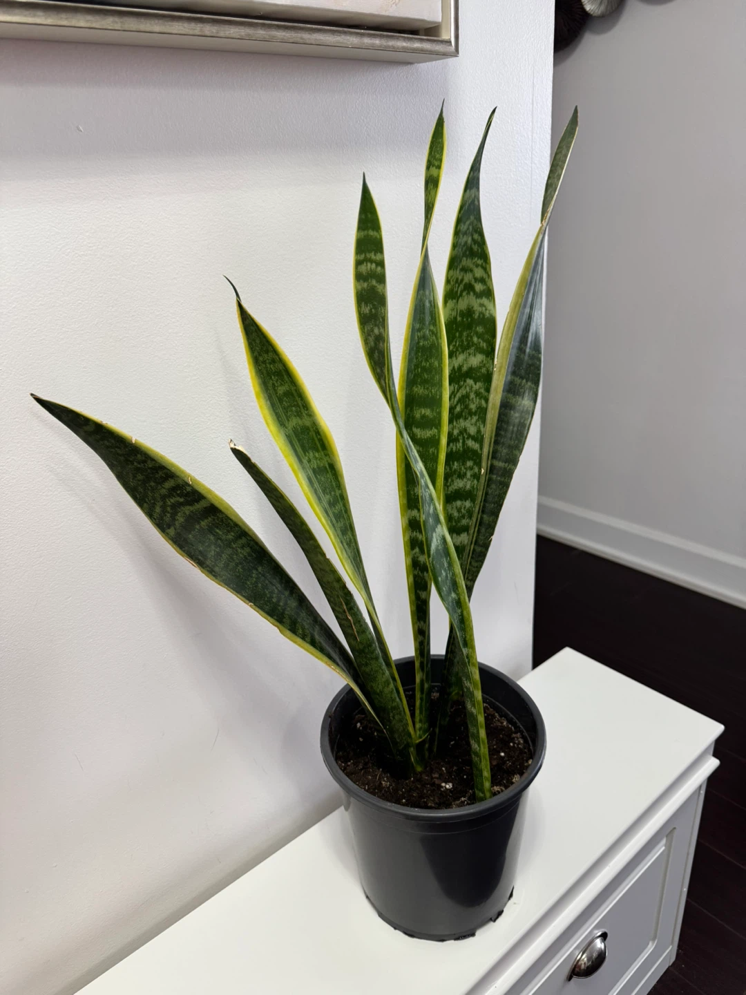 Snake Plant in Black Pot - photo 3