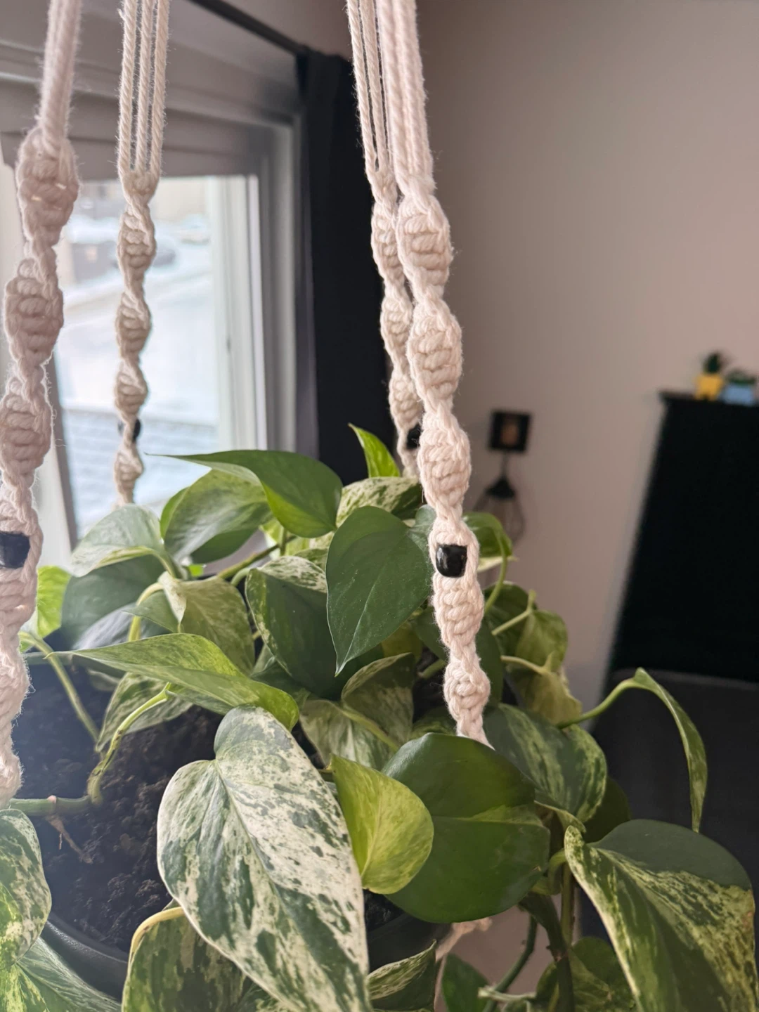Pothos Hanging Plant in Macrame Hanger - photo 2