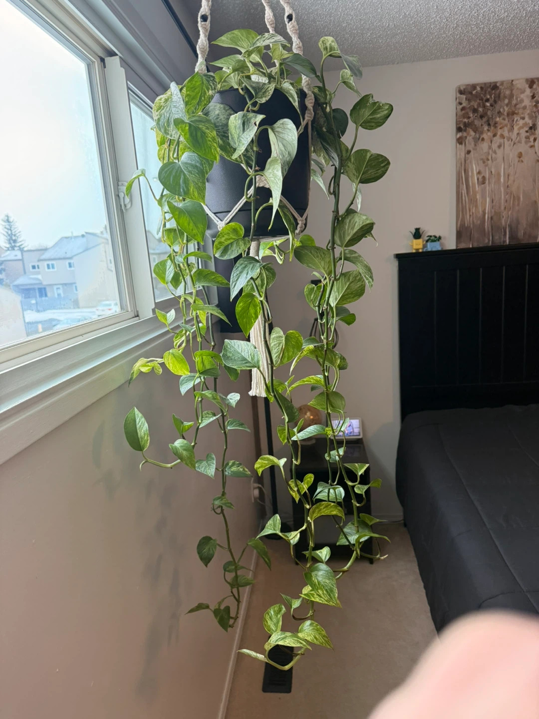 Pothos Hanging Plant in Macrame Hanger