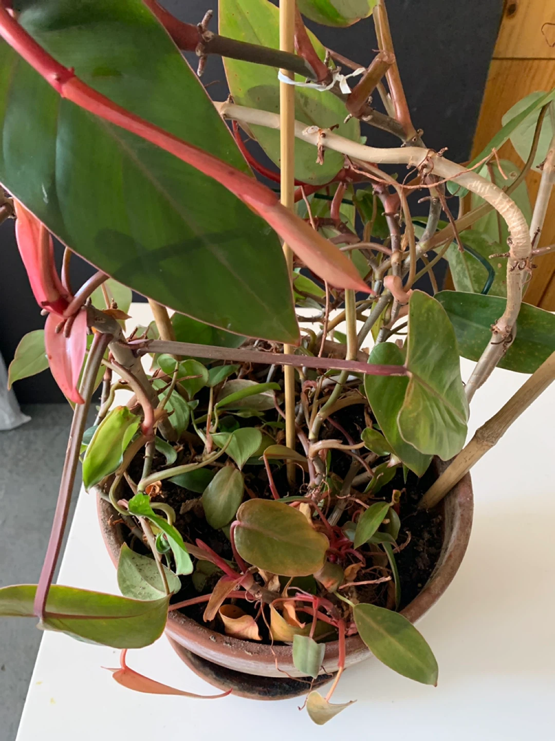 Plant for sale in terracotta pot - photo 5