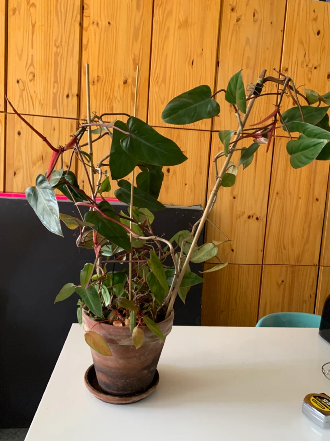 Plant for sale in terracotta pot - photo 4