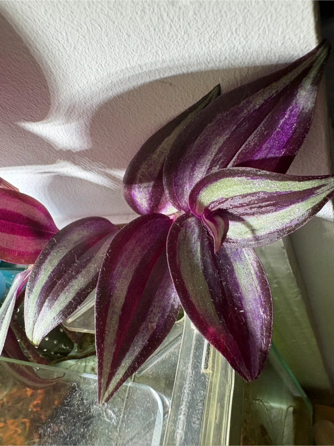 2 healthy Tradescantia Zebrina cuttings plants - photo 2