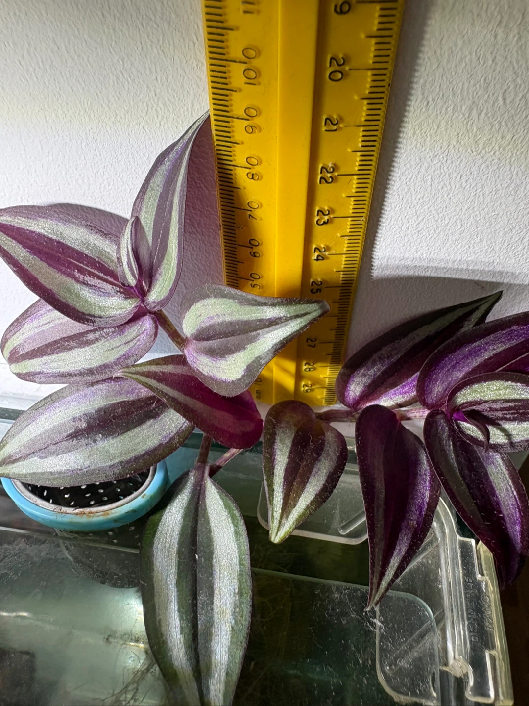 2 healthy Tradescantia Zebrina cuttings plants - photo 3