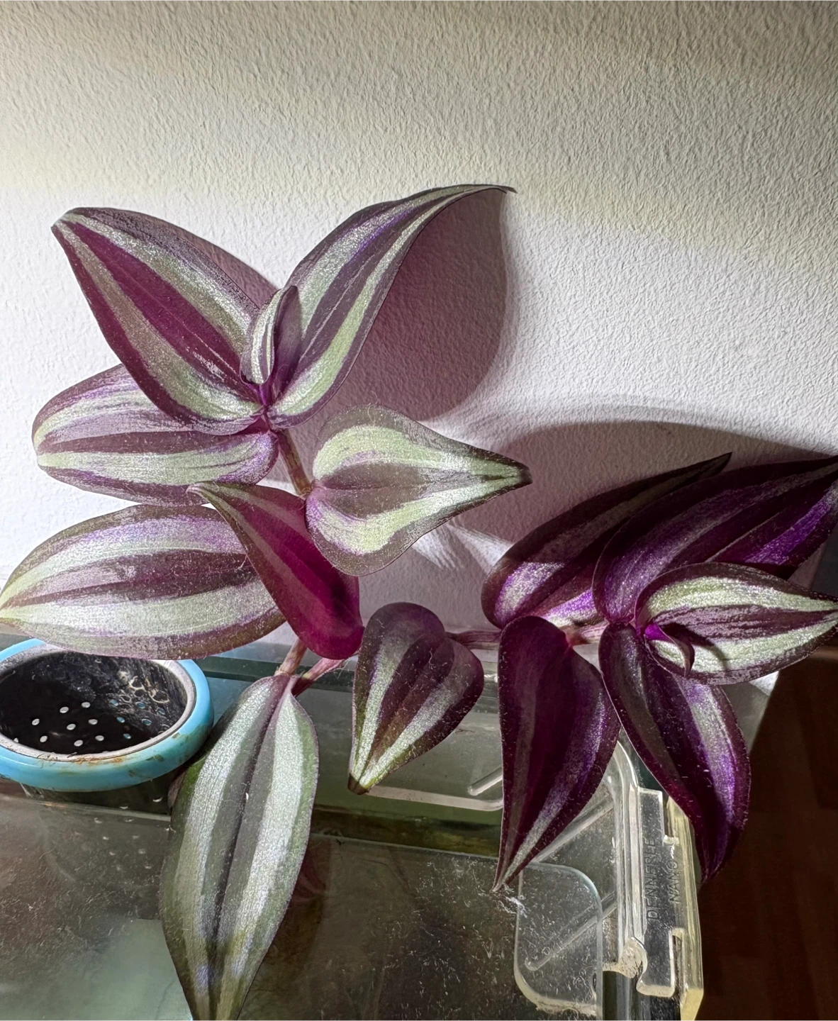 2 healthy Tradescantia Zebrina cuttings plants