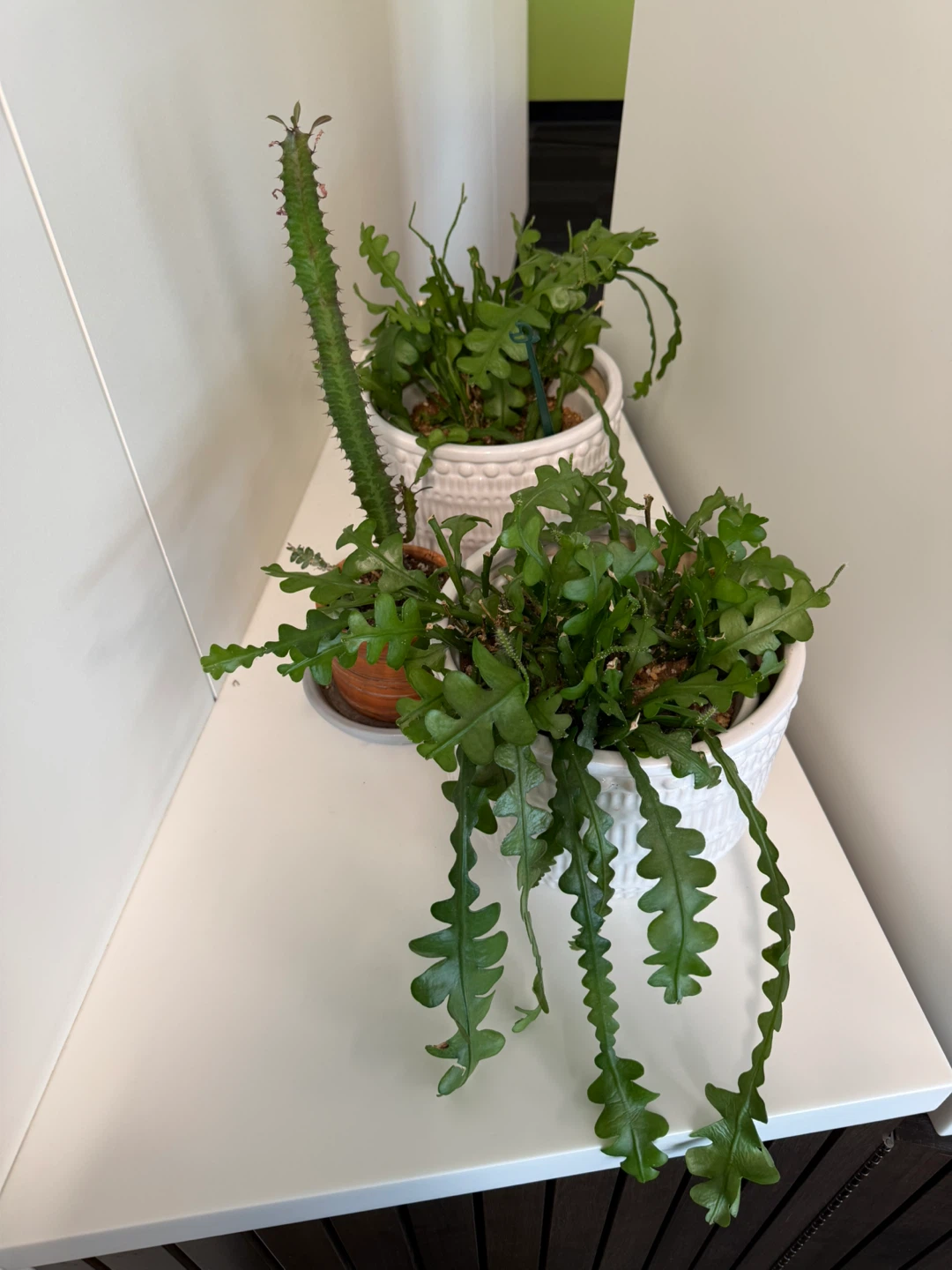 Plant set