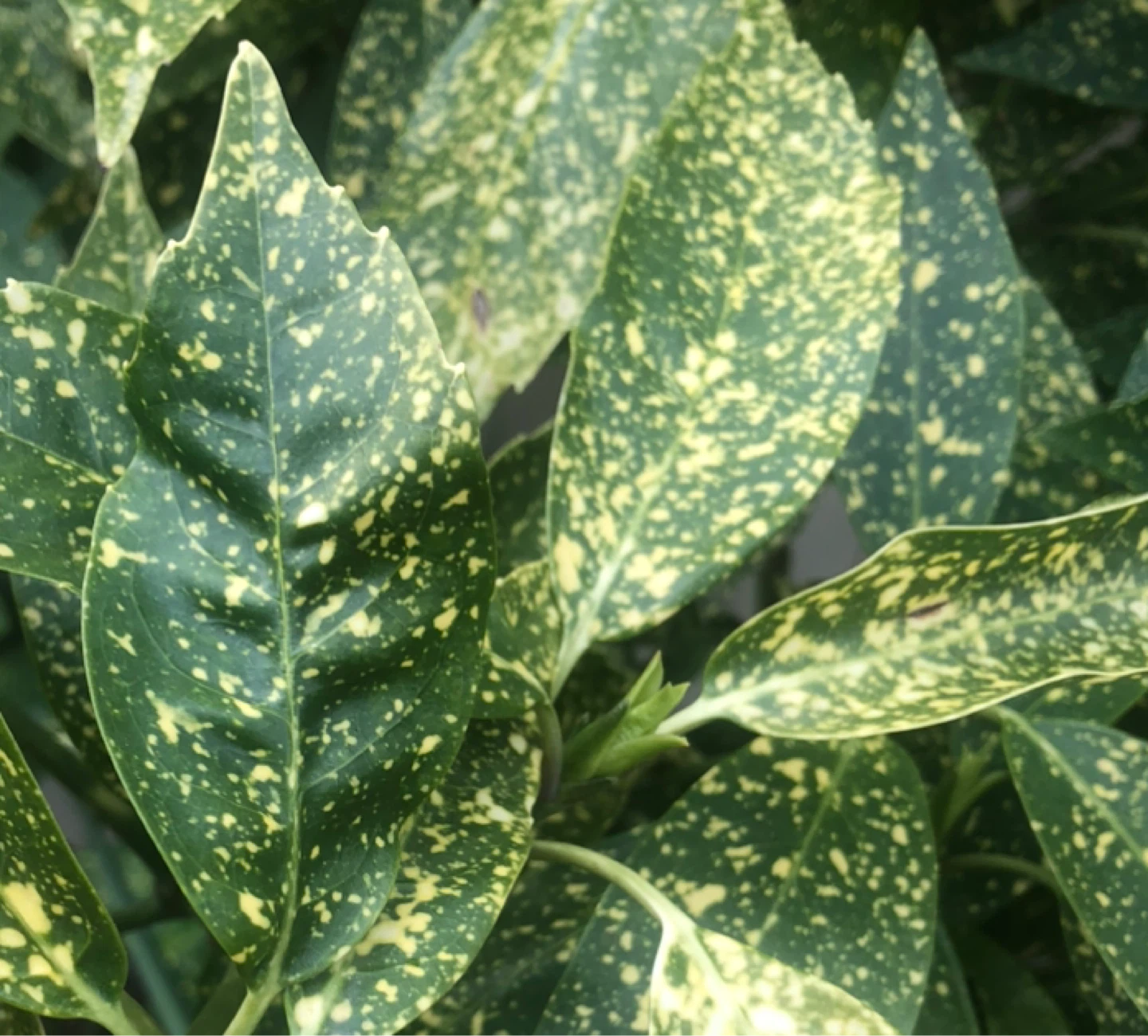 Aucuba Japonica 'Variegata'
