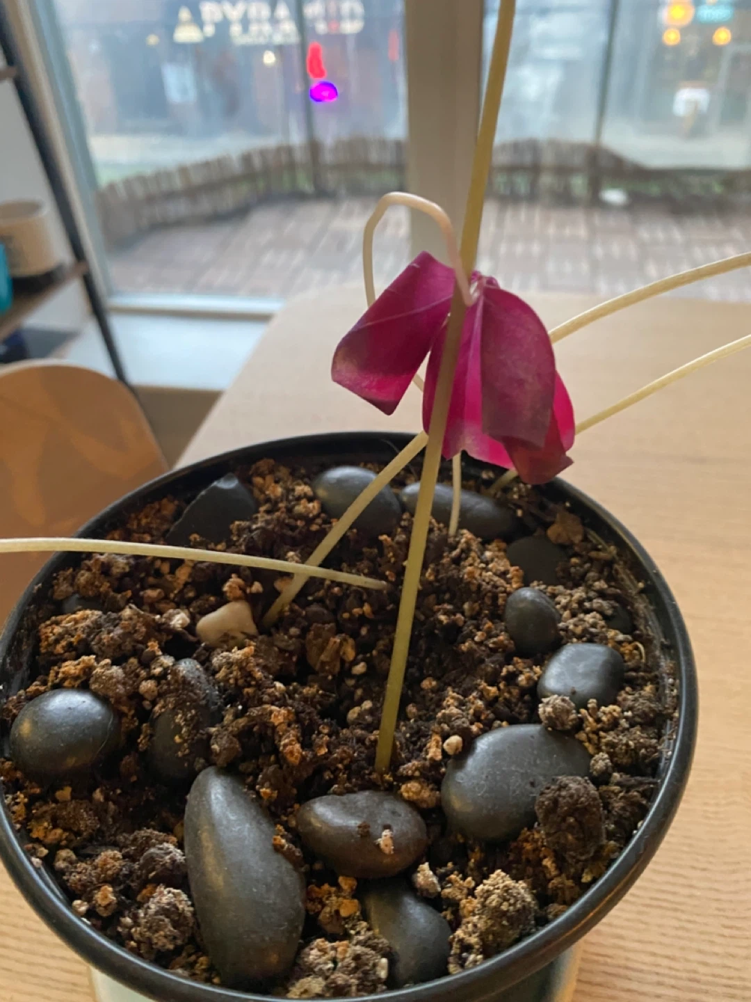 Purple 💜 Shamrock Plant in Pot - photo 3