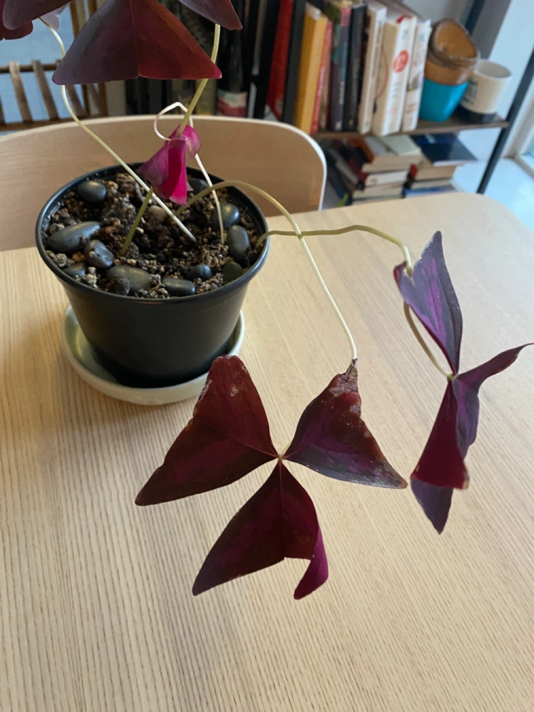 Purple 💜 Shamrock Plant in Pot - photo 2