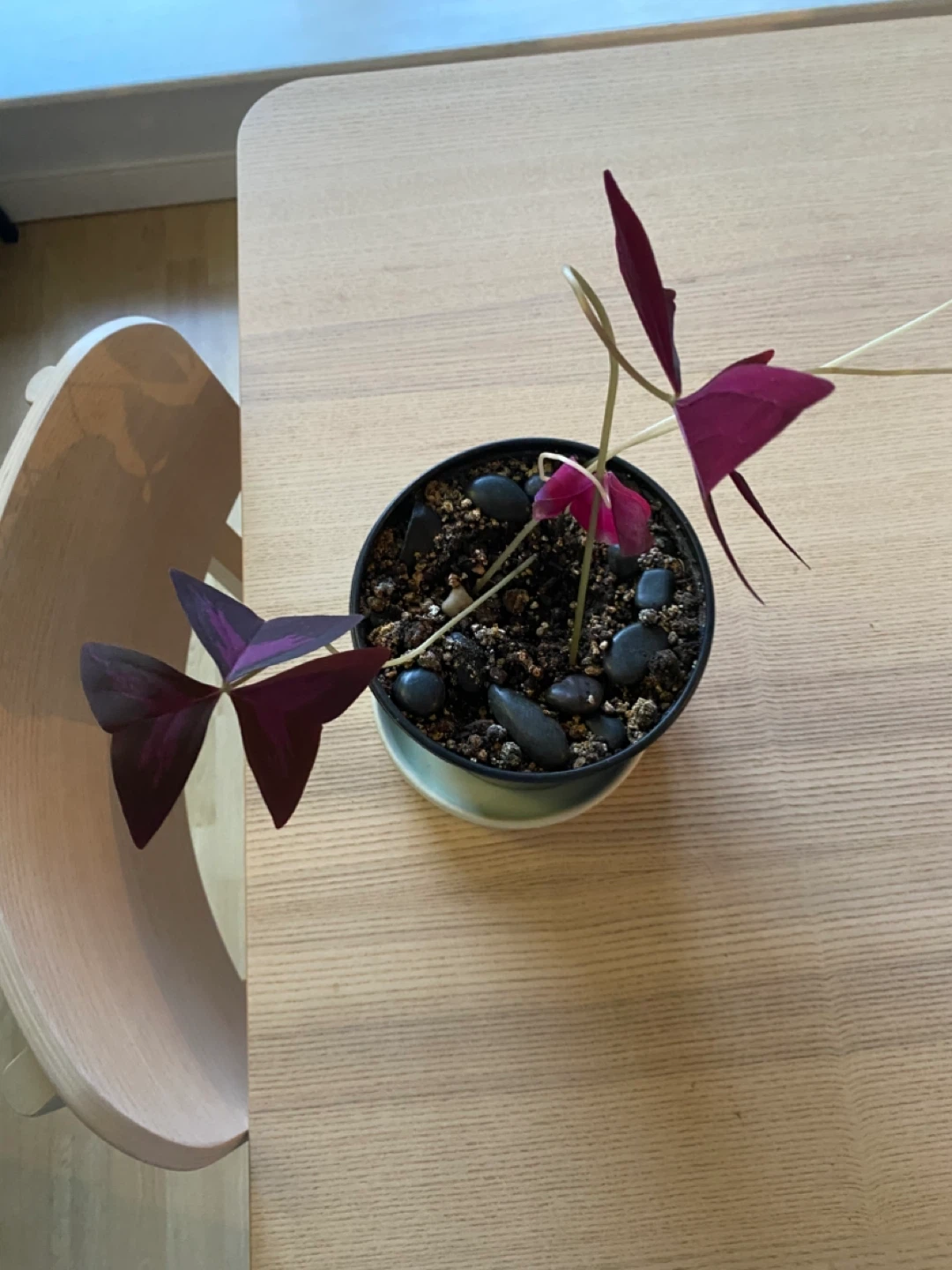 Purple 💜 Shamrock Plant in Pot