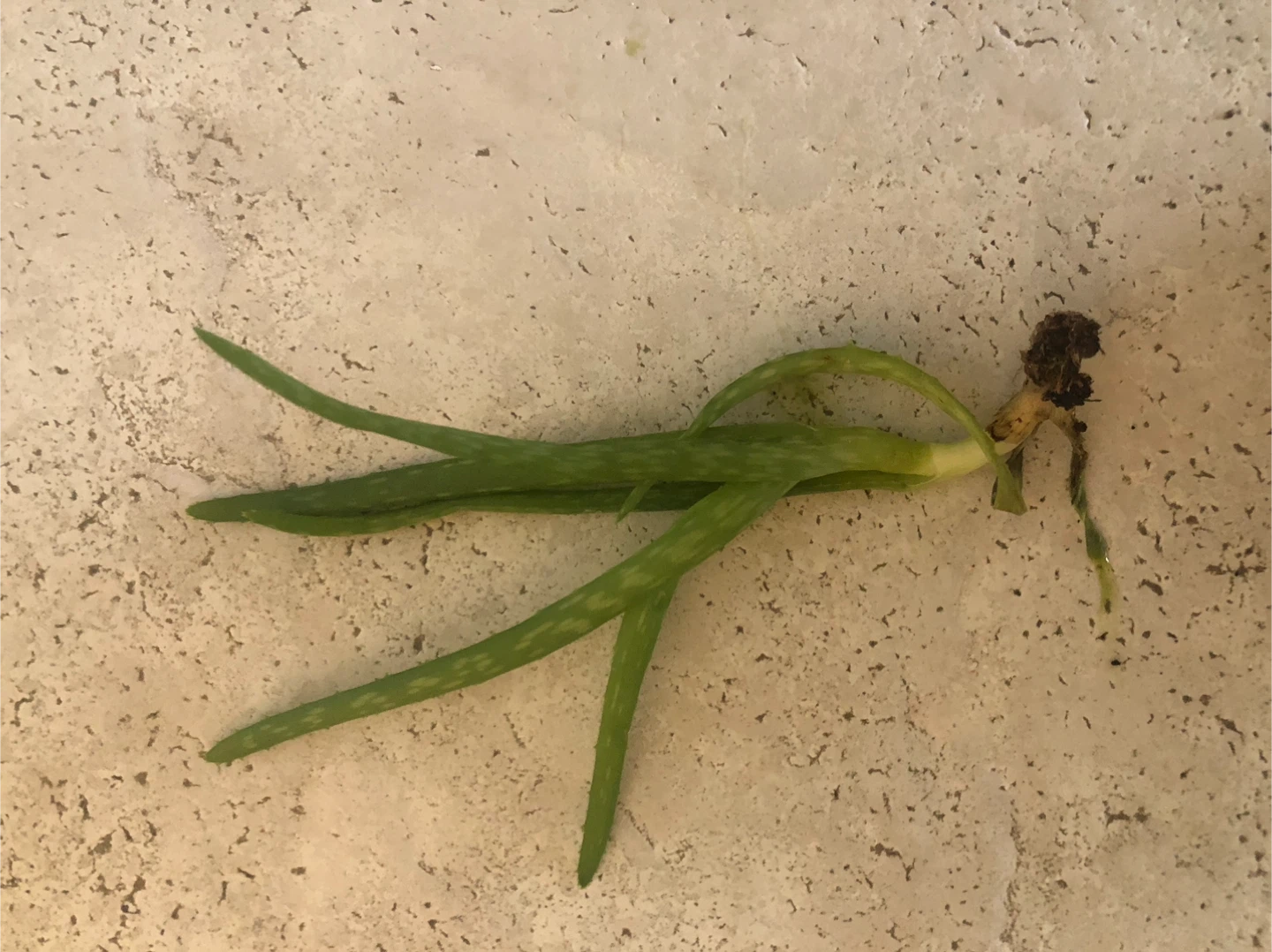 Aloe Vera Plant Cutting with Roots