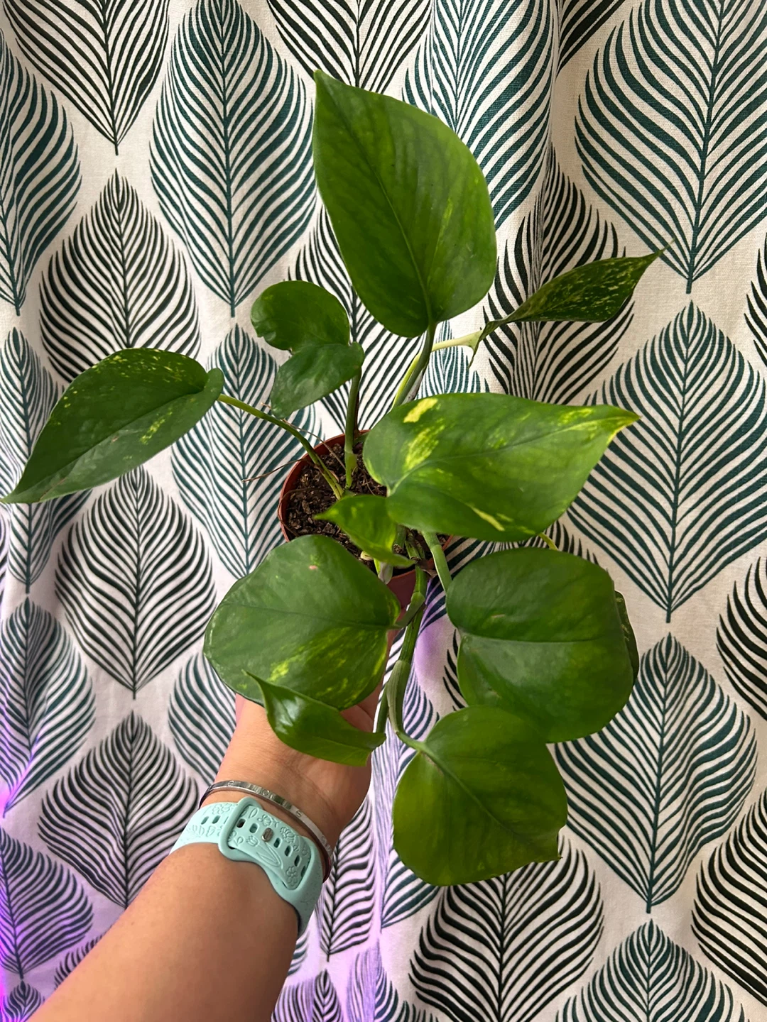 Golden pothos 🧡