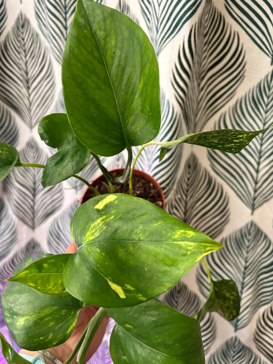 Golden pothos 🧡 - photo 2