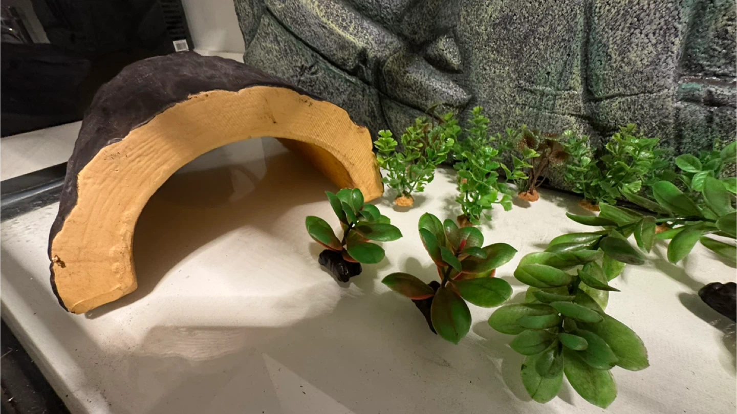 Terrarium Enclosure with Decor - photo 2