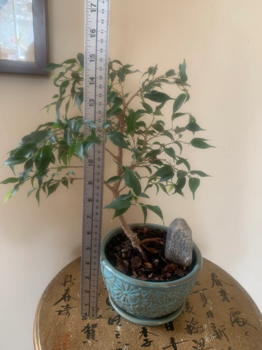 Ficus Bonsai Tree In Turquoise Ceramic Pot - photo 2