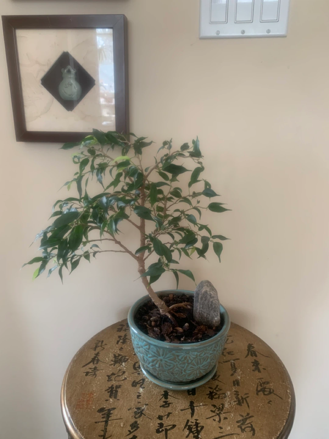 Ficus Bonsai Tree In Turquoise Ceramic Pot - photo 5