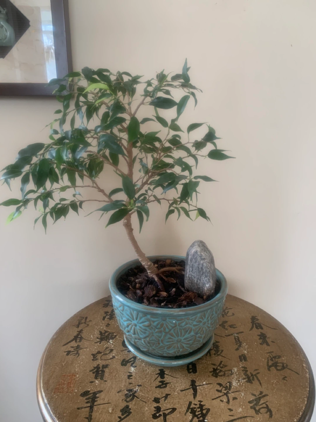 Ficus Bonsai Tree In Turquoise Ceramic Pot - photo 3