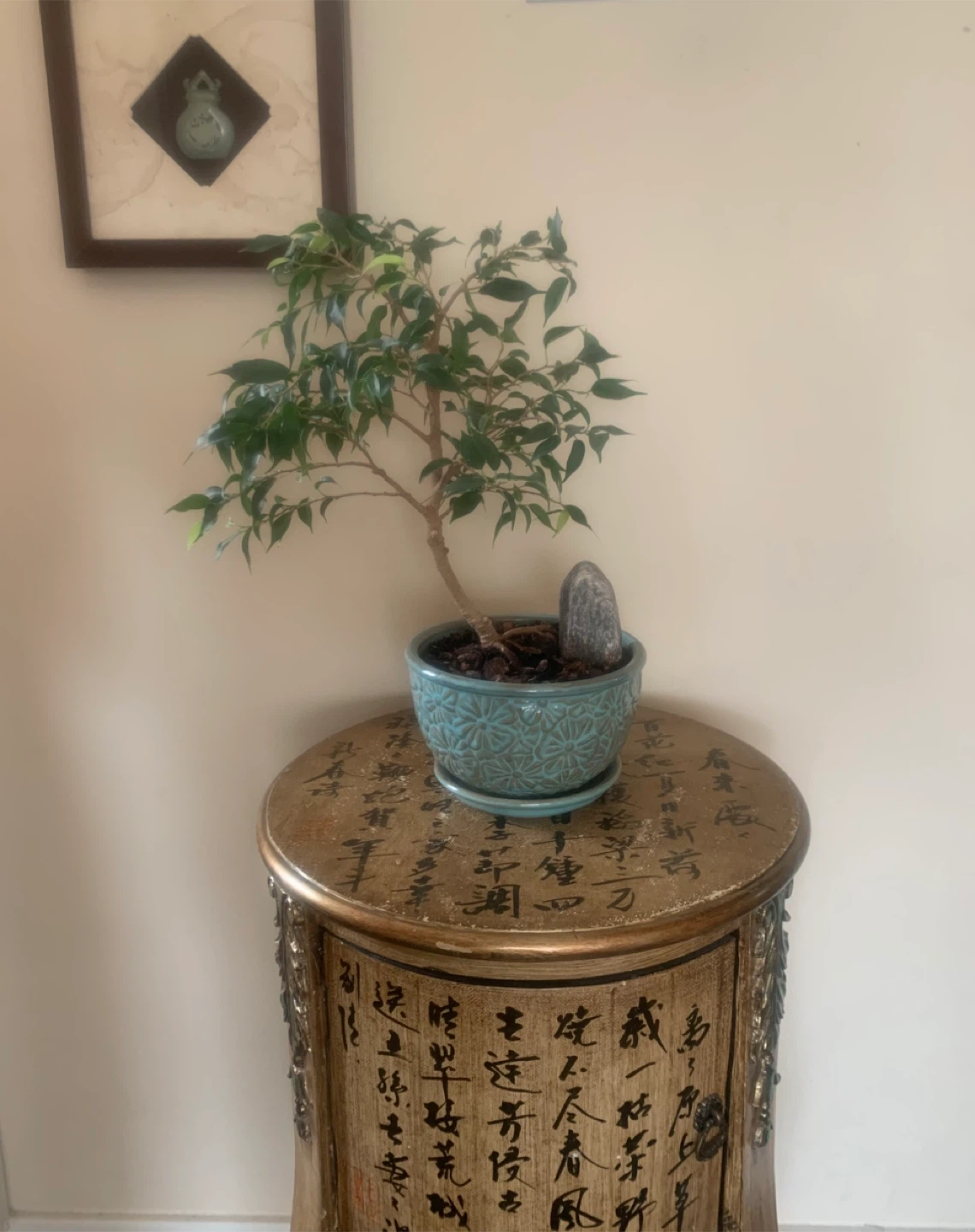Ficus Bonsai Tree In Turquoise Ceramic Pot