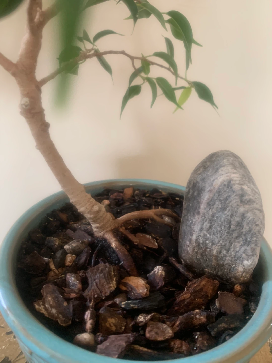 Ficus Bonsai Tree In Turquoise Ceramic Pot - photo 4