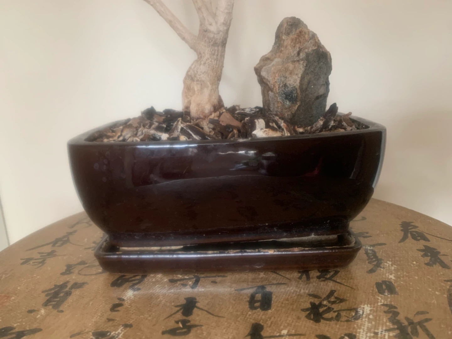 Ming Aralia Bonsai Tree - over 22 years old - photo 4