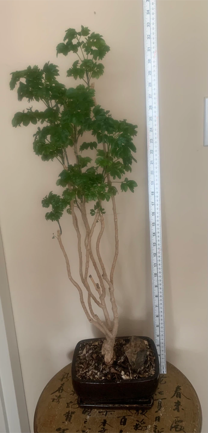 Ming Aralia Bonsai Tree - over 22 years old - photo 2