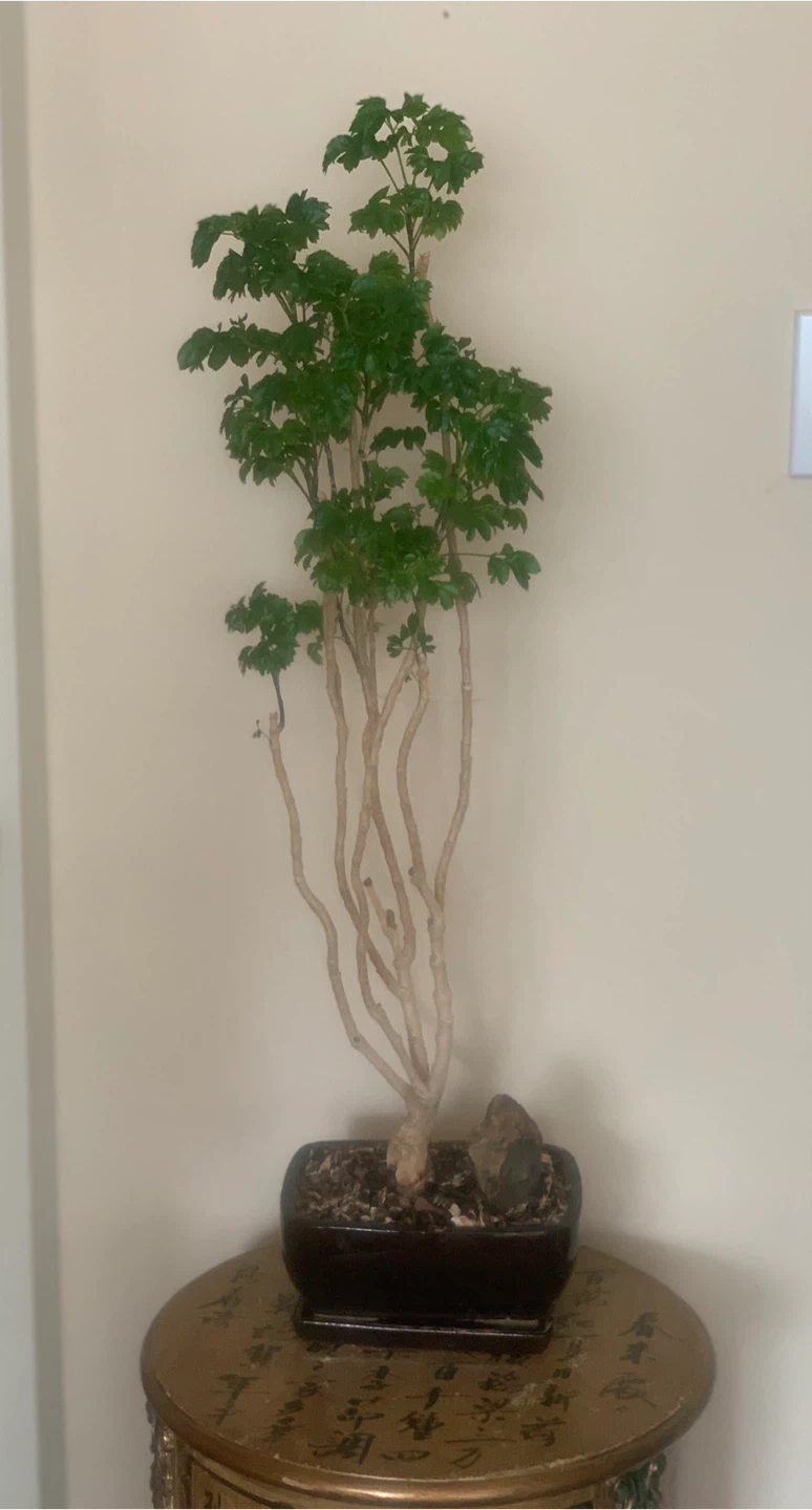 Ming Aralia Bonsai Tree - over 22 years old