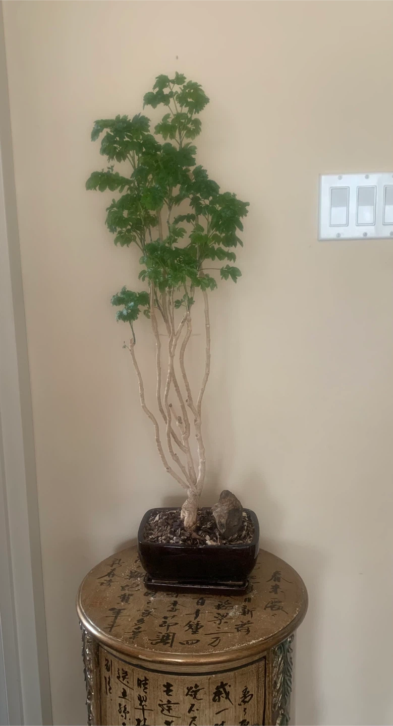 Ming Aralia Bonsai Tree - over 22 years old - photo 3