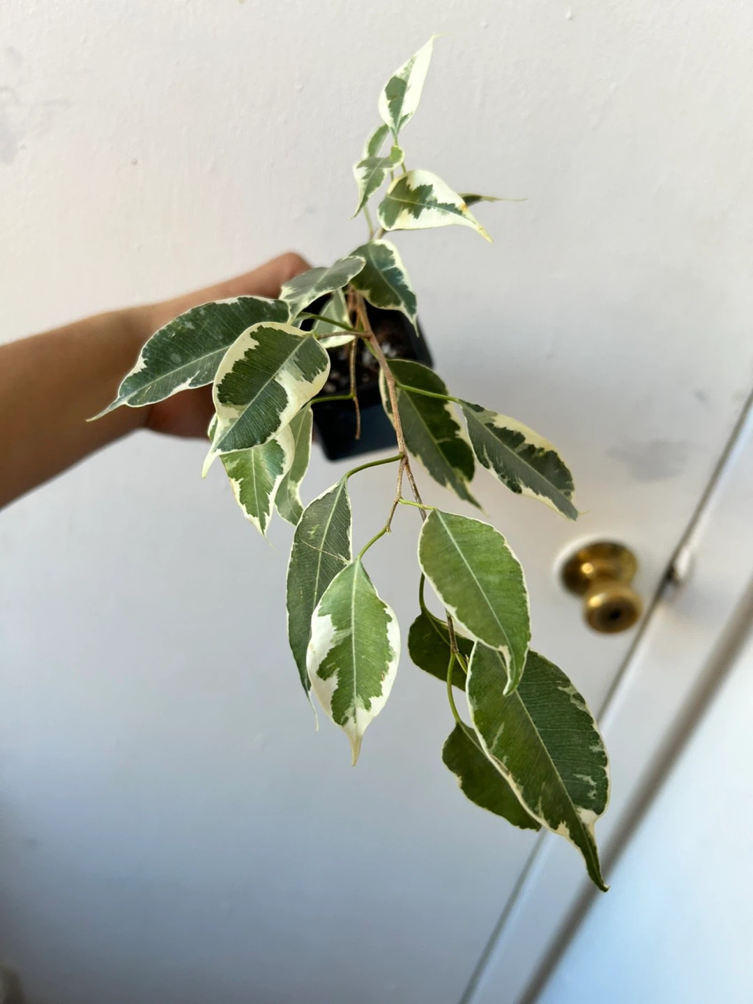 Ficus benjamina 🧡 - photo 2