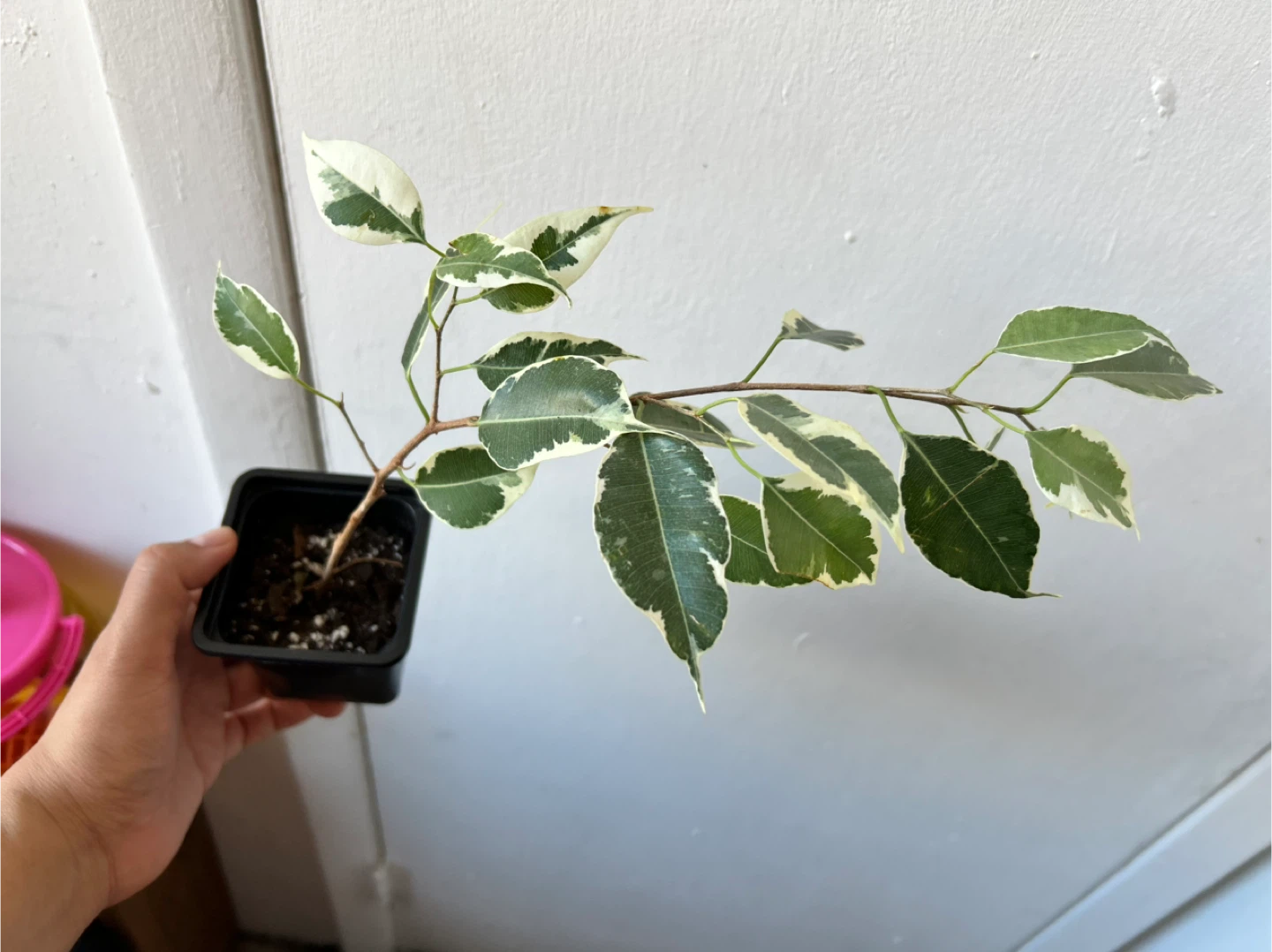 Ficus benjamina 🧡