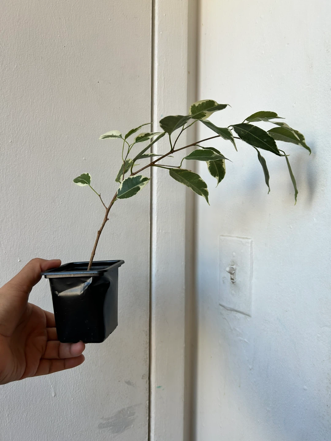 Ficus benjamina 🧡 - photo 3