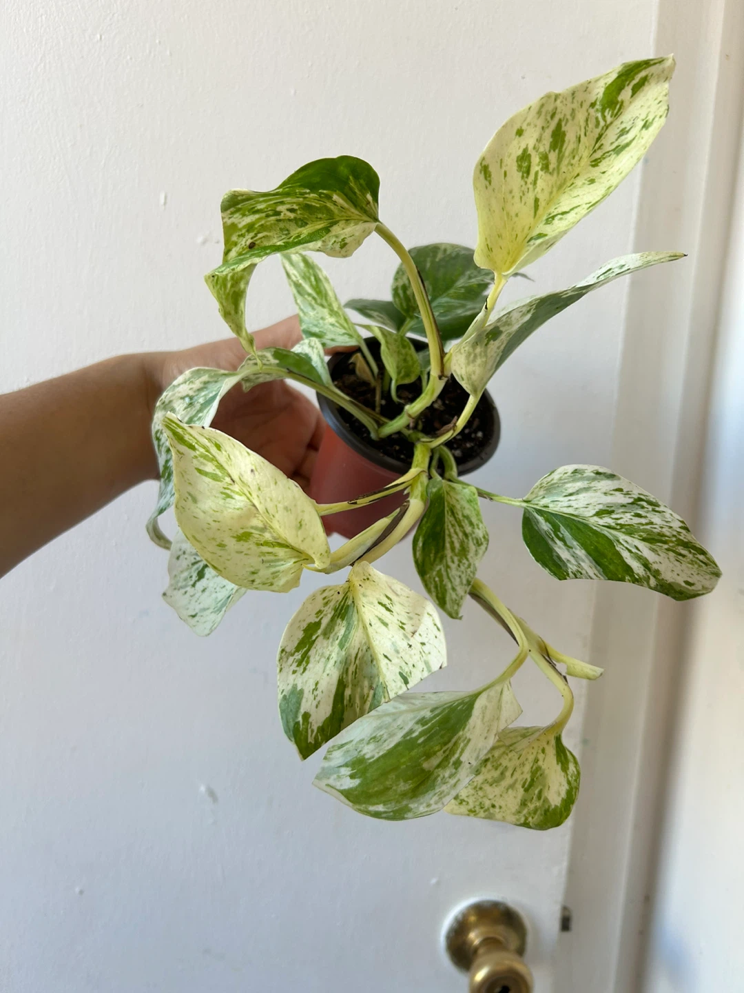 Snow Queen Pothos 🧡