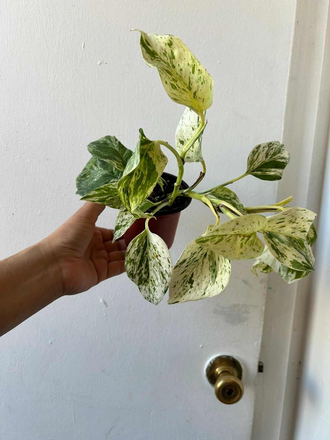 Snow Queen Pothos 🧡 - photo 4