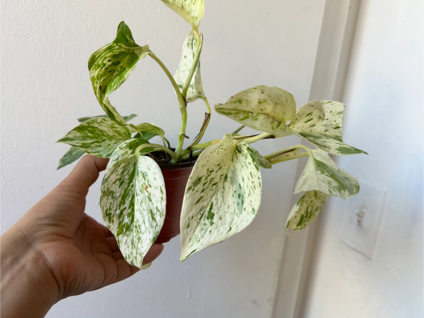 Snow Queen Pothos 🧡 - photo 2