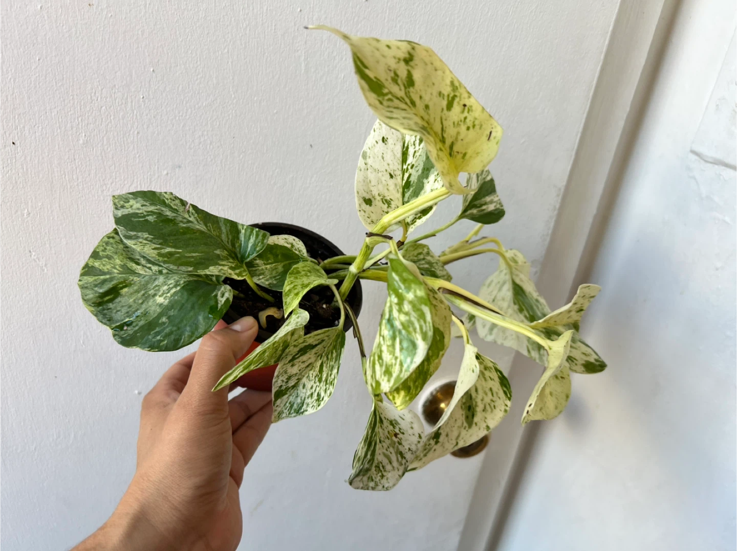 Snow Queen Pothos 🧡 - photo 3