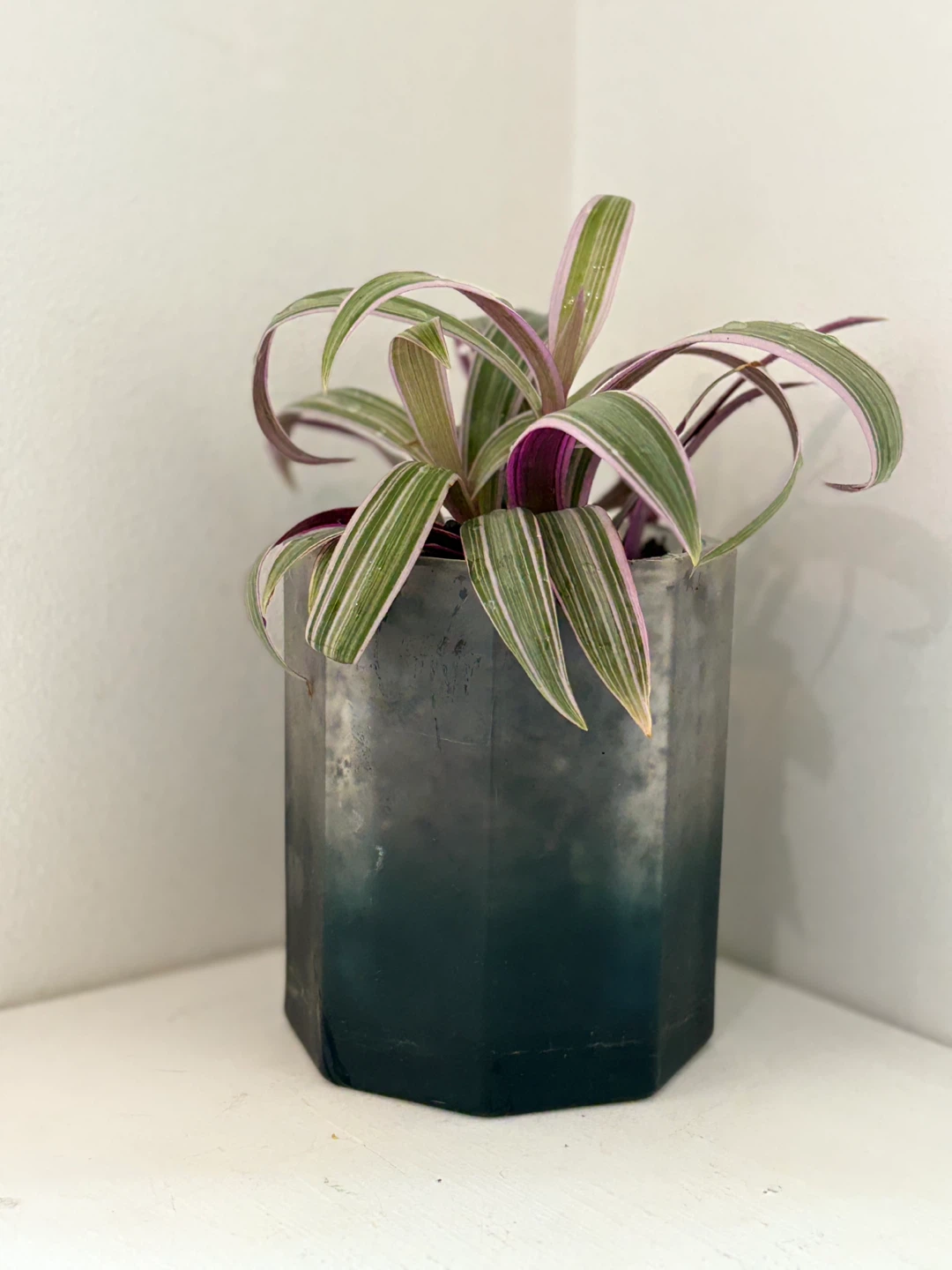 Tradescantia 'Nanouk' Plant - photo 3