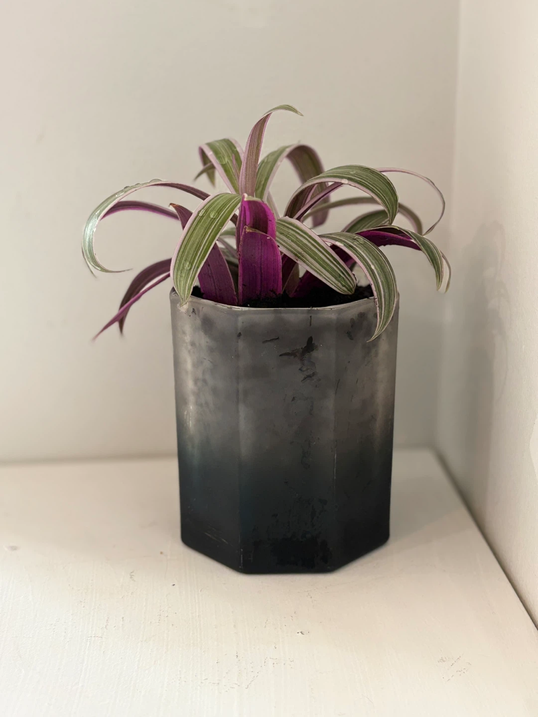 Tradescantia 'Nanouk' Plant - photo 2