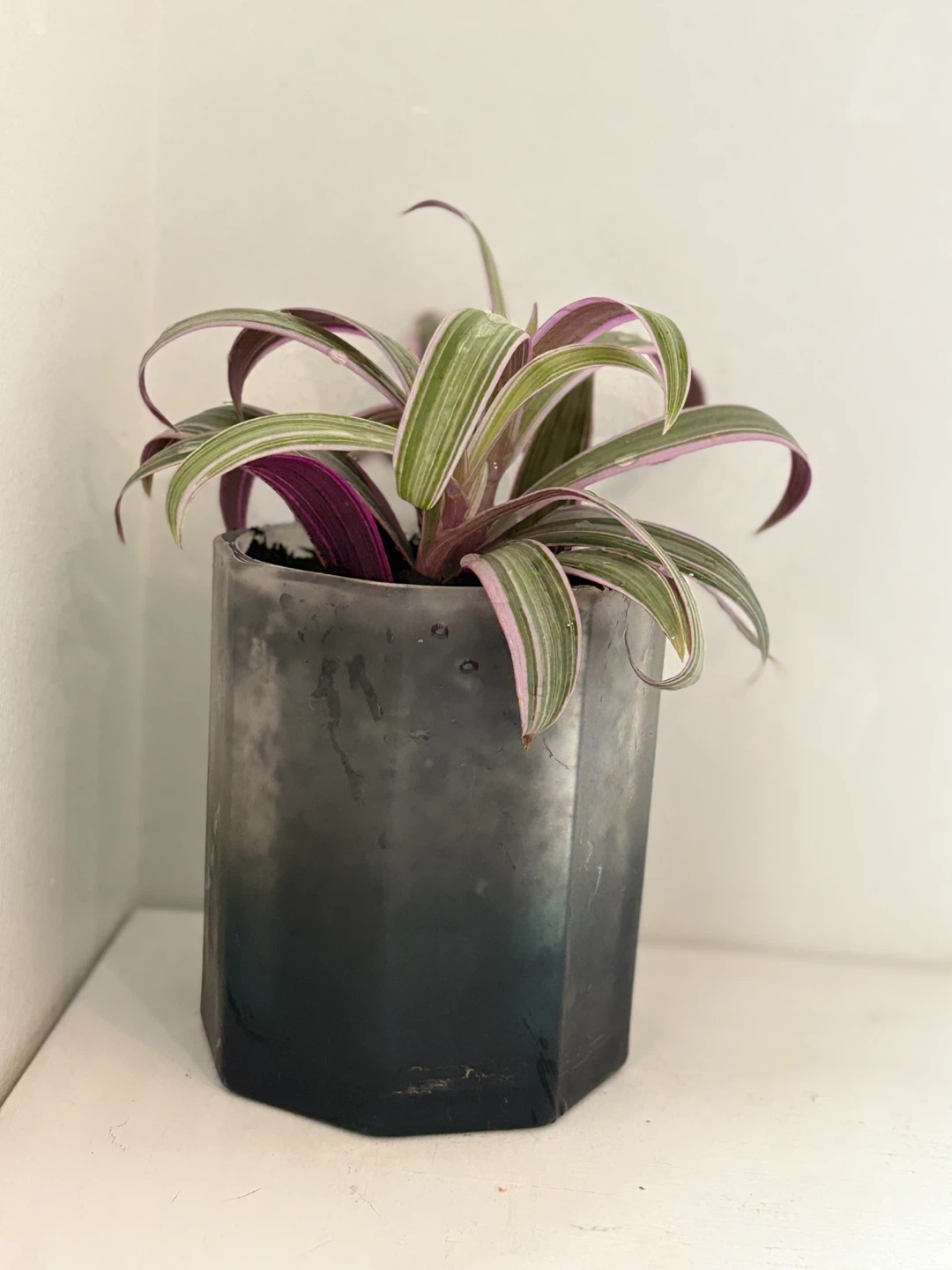 Tradescantia 'Nanouk' Plant - photo 4